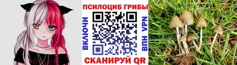 купить закладку  Грайворон  Псилоцибиновые грибы ЛСД 